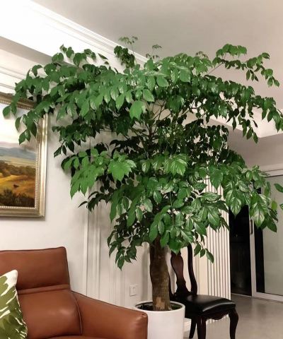 小众送妈妈的花有哪些花