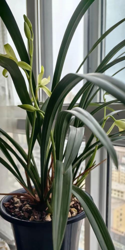 小众送妈妈的花有哪些花