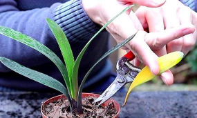 小众送妈妈的花有哪些花