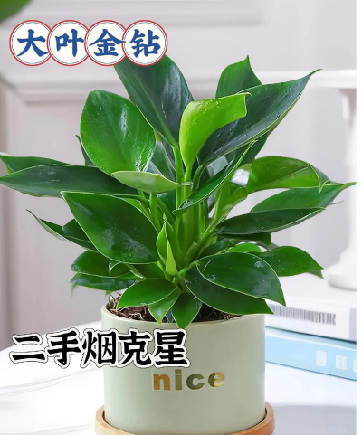 小众送妈妈的花有哪些花