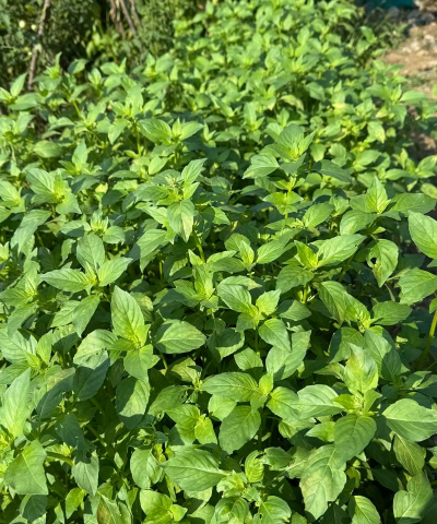 荆芥七月份还能种植吗