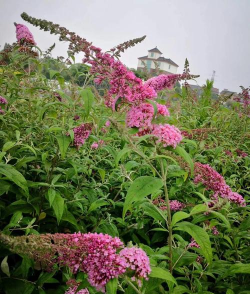 什么地方有醉鱼草