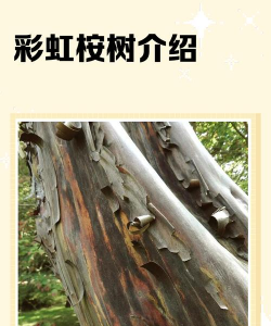 彩虹桉树的危害