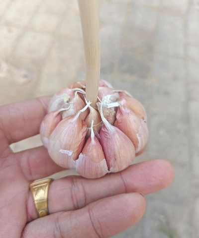 小众送妈妈的花有哪些花