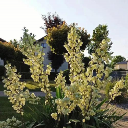 小众送妈妈的花有哪些花