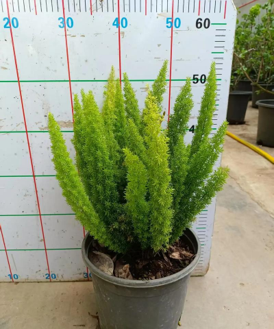 小众送妈妈的花有哪些花