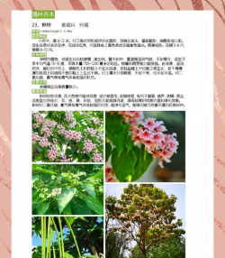 楸树的价值有哪些