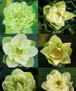 小众送妈妈的花有哪些花