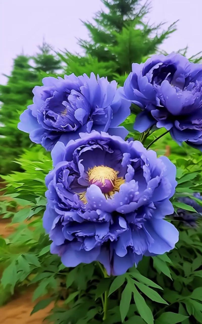 小众送妈妈的花有哪些花