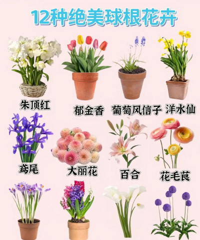 小众送妈妈的花有哪些花