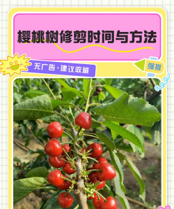樱桃树管理技术要点