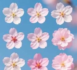 小众送妈妈的花有哪些花