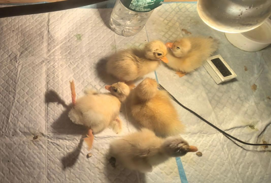 小众送妈妈的花有哪些花