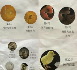 小众送妈妈的花有哪些花