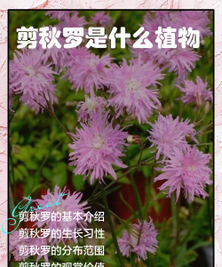 小众送妈妈的花有哪些花