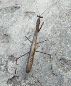 小众送妈妈的花有哪些花