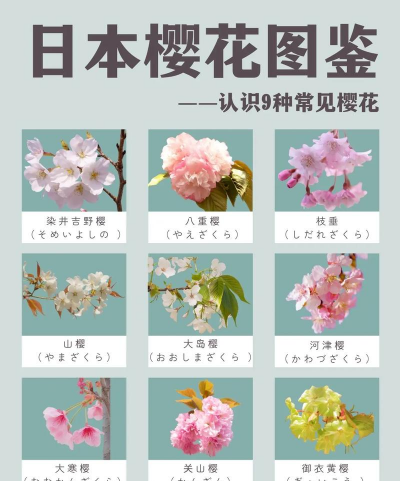 樱花有哪些常见品种