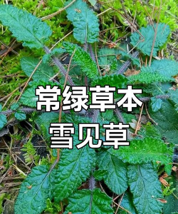 雪见草是什么样子的