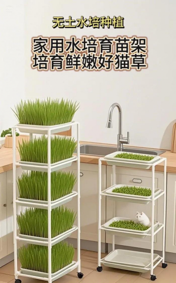 小众送妈妈的花有哪些花