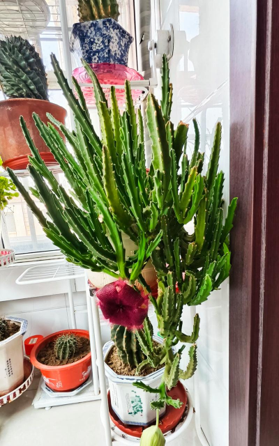 小众送妈妈的花有哪些花