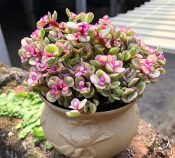 小众送妈妈的花有哪些花