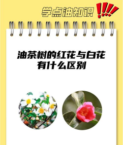 油茶花和茶花的区别