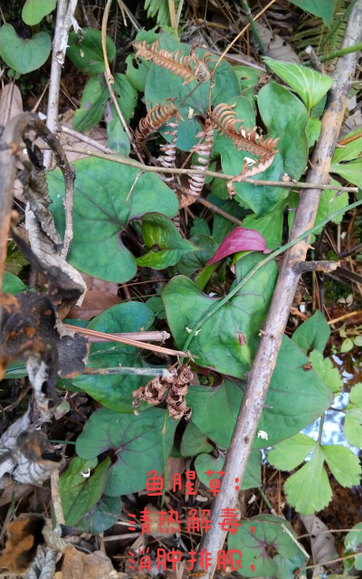 鱼腥草是什么科