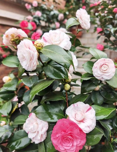 小众送妈妈的花有哪些花