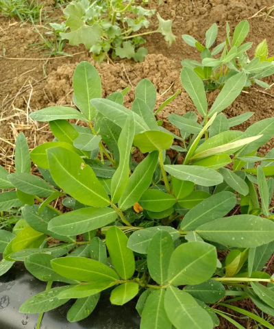 小众送妈妈的花有哪些花