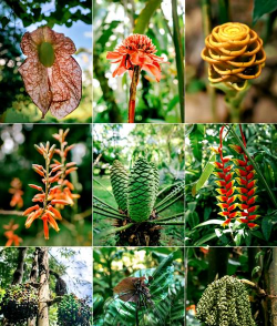 热带植物有哪些