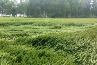 小众送妈妈的花有哪些花