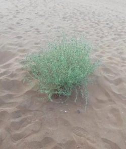 沙漠植物有哪些 沙漠植物有哪些