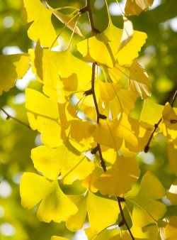 小众送妈妈的花有哪些花