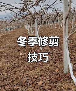 软枣猕猴桃的种植和修剪技术