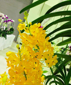 小众送妈妈的花有哪些花