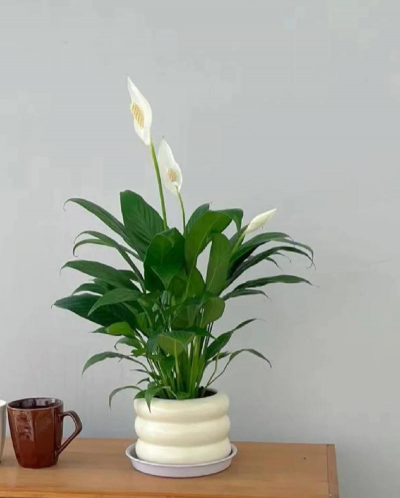 小众送妈妈的花有哪些花