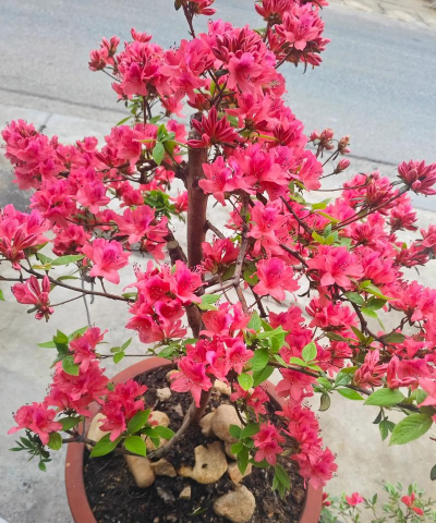 小众送妈妈的花有哪些花