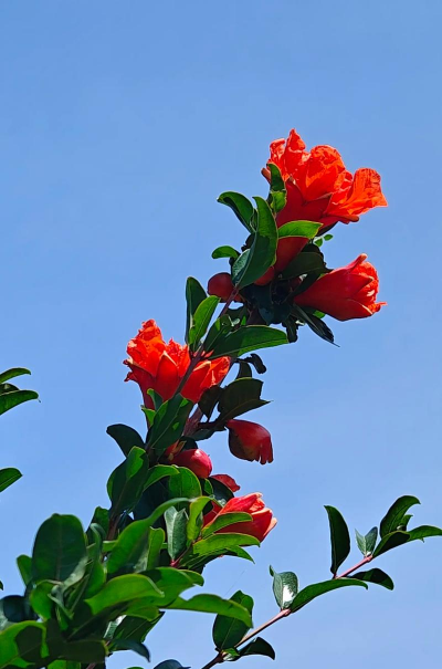 小众送妈妈的花有哪些花