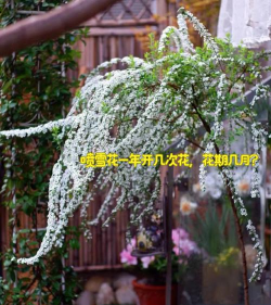 喷雪花一年开几次花