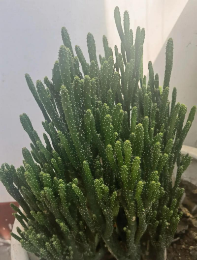 小众送妈妈的花有哪些花