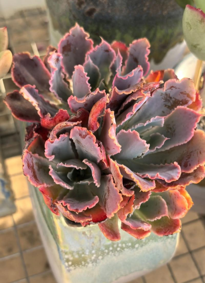 小众送妈妈的花有哪些花