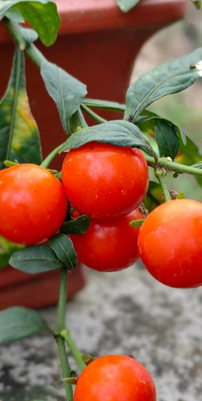 小众送妈妈的花有哪些花