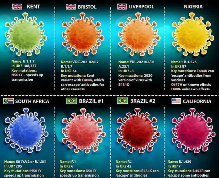 小众送妈妈的花有哪些花