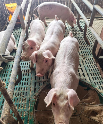 小众送妈妈的花有哪些花