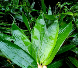 小众送妈妈的花有哪些花