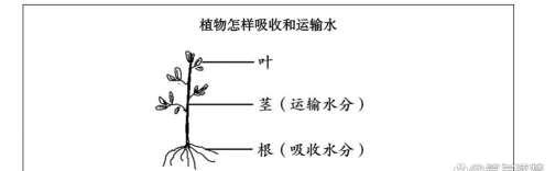 小众送妈妈的花有哪些花
