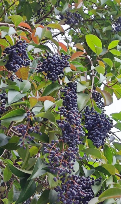 小众送妈妈的花有哪些花