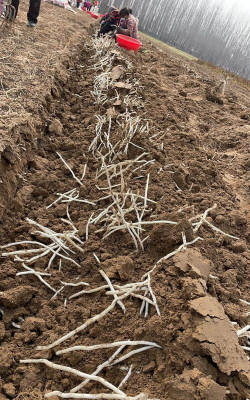 小众送妈妈的花有哪些花