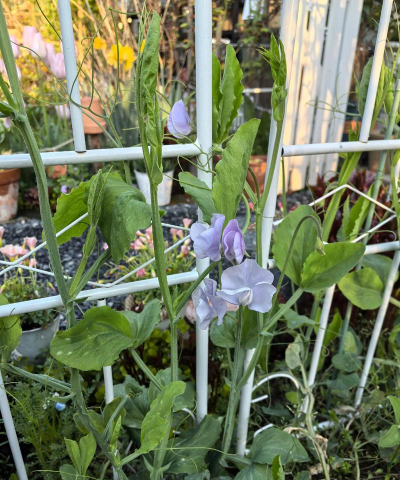 小众送妈妈的花有哪些花