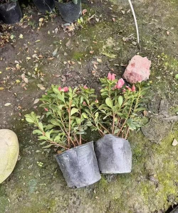 小众送妈妈的花有哪些花